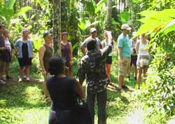 Savoi Plantation