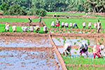 Harvest Festival