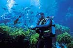 Scuba Diving In Goa India