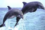 Dolphin trips Goa