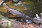 Crocodile tours