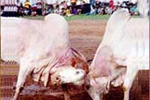 Dhireo (Bull Fighting)
