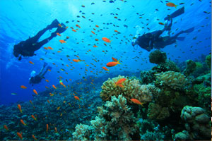 Scuba Diving in Goa, Conferences in Goa, Events in Goa, Groups in Goa