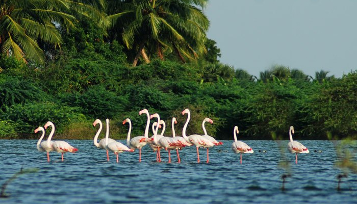Birds Festival Goa